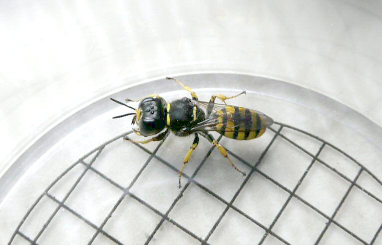 Philanthus triangulum