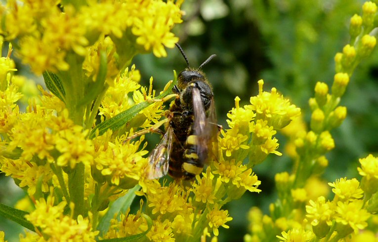 Philanthus triangulum