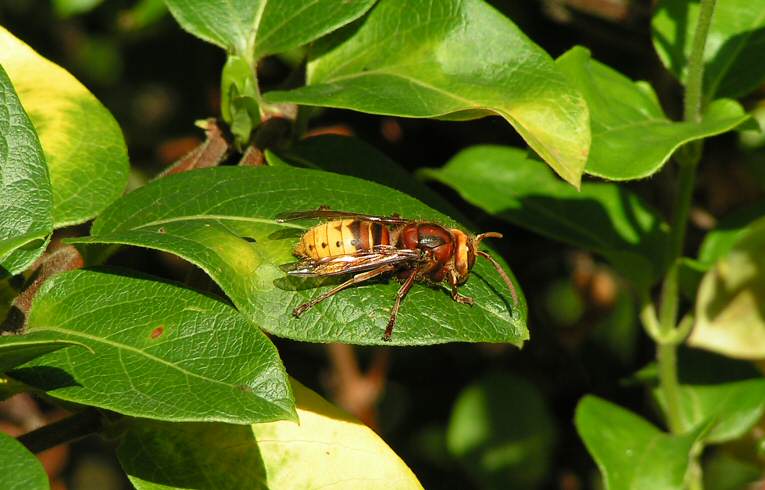 Vespa crabro