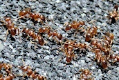 Lasius flavus