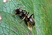 Lasius niger