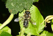 Andrena denticulata