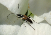member of Cerambycidae ?