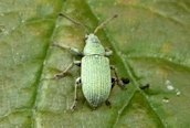 Phyllobius sp. ? 
