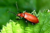 Pyrochroa serraticornis