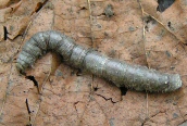 Mealworm Beetle larva
