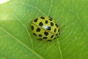 22-spot Ladybird