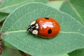 2-spot Ladybird