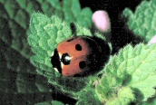 7-spot Ladybird