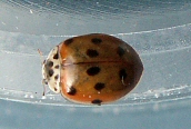 10-spot Ladybird