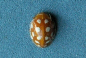 Orange Ladybird