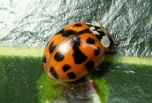 Harlequin Ladybird