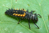 Harlequin Ladybird larva