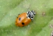 Adonis Ladybird