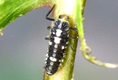 14-spot Ladybird larva