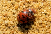 24-spot Ladybird