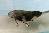 Aphrophora (alni)