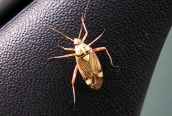Striped Oak Bug