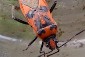 Corizus hyoscyami