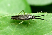 Heterotoma planiconis