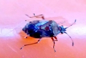 Kleidocerys resedae