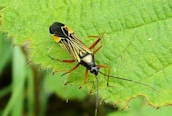 Miris striatus