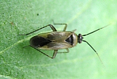 Mirid Bug