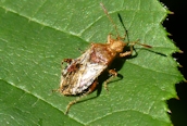 Rhopalus sp. ?