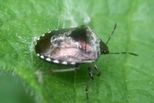 Woundwort Shield Bug