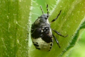 Green Shield Bug