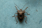 Forest Shield Bug