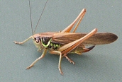 Roesel's Bush Cricket