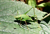 Speckled Bush Cricket