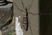 Tipula (confusa ?)