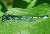 Azure Damselfly