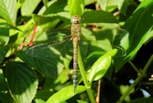 Migrant Hawker