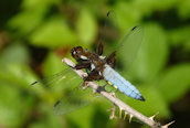 Libellula depressa