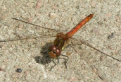 Common Darter