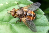 Tachina fera