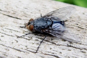Calliphora sp.