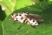 Coenosia sp.