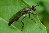 Dioctri sp.