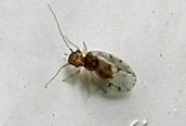 Drosophila sp.
