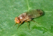 Drosophila suzukii
