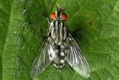 Sarcophaga carnaria
