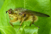 Scathophaga stercoraria