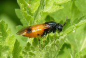 cyanocrocea