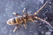 Orshella cincta