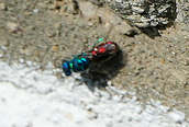 Chrysis ignita