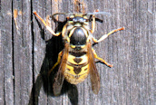 Vespula rufa